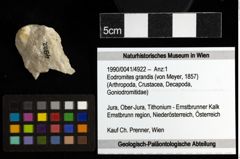 Foto (Objekt + Etiketten) von Eodromites grandis (von Meyer, 1857) 